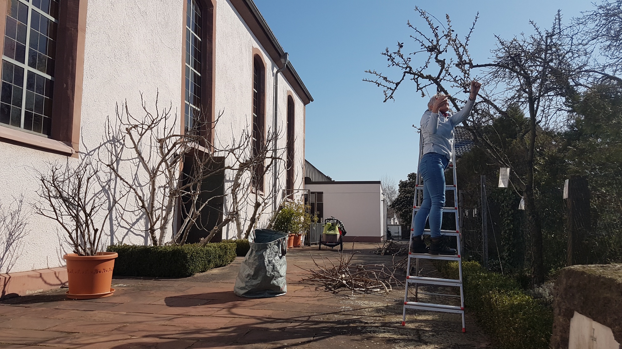 Baumschnitt im Bibelgarten