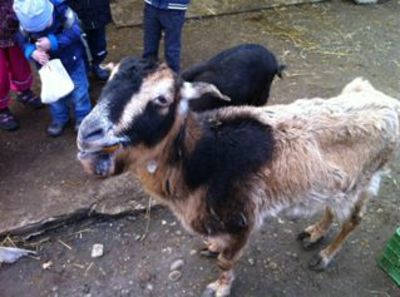 131 - Ausflug zum Gnadenhof in Neureut