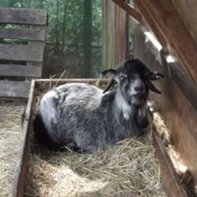 132 - Ausflug zum Gnadenhof in Neureut